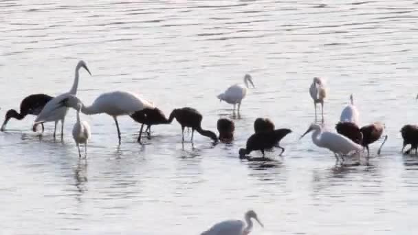 Pájaros de estanque de peces en el agua — Vídeo de stock