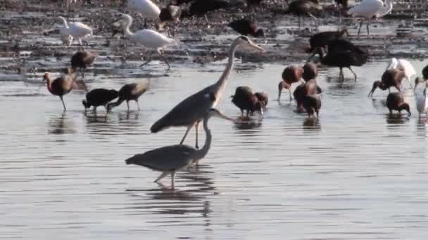 Pájaros de estanques — Vídeo de stock