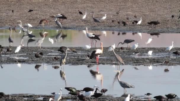 Птицы из прудов стоят — стоковое видео
