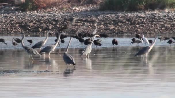 Vogels van visvijvers stands — Stockvideo