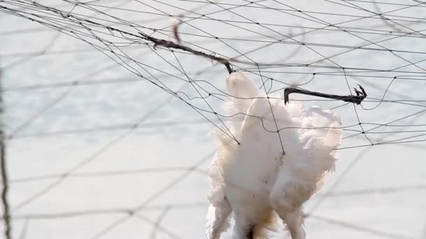 Pájaro muerto colgando — Vídeos de Stock