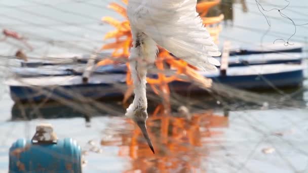 Dead bird hanging — Stock Video