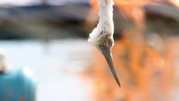 Dead bird hanging — Stock Video