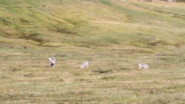 Dağ keçileri standları — Stok video