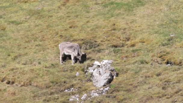 Chèvre de montagne mange 