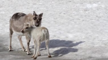 Dağ keçileri standları