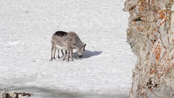 Mountain Goat stands — Stock Video