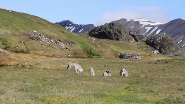 Cabras de montanha stands — Vídeo de Stock