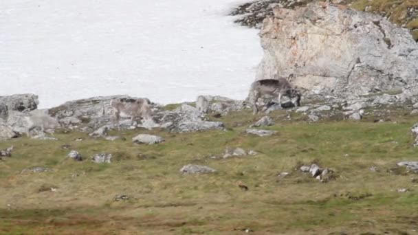 Renne se nourrissant sur la colline — Video