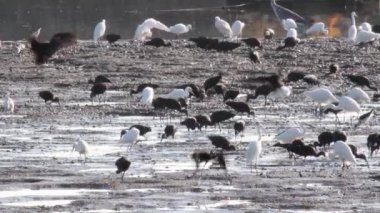 Fishponds standları kuşların