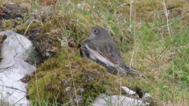 Snow bunting bird