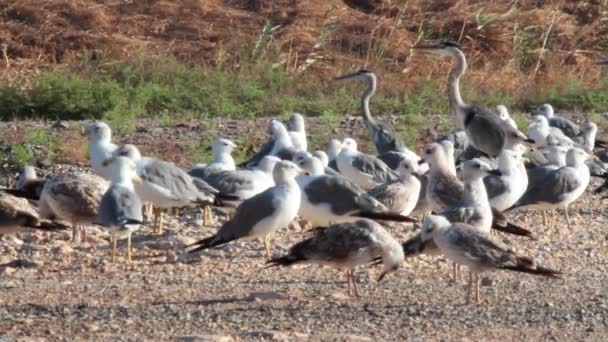 Les oiseaux des étangs à poissons se tient — Video