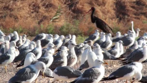 Fishponds standları kuşların — Stok video