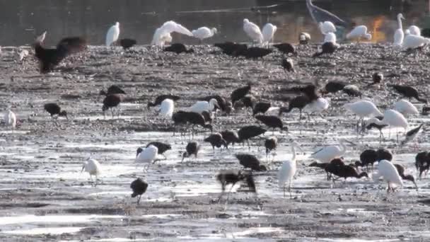 Les oiseaux des étangs à poissons se tient — Video