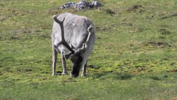 Renna che mangia erba — Video Stock