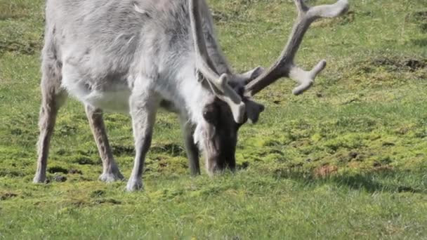 Renne mangeant de l'herbe — Video