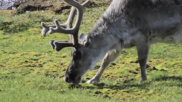 Північний олень, їдять траву — стокове відео