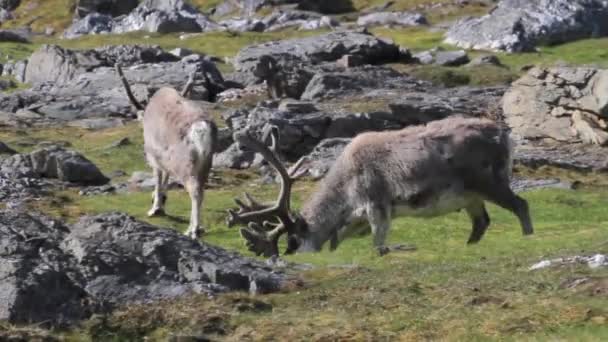 Renarna äter gräs — Stockvideo