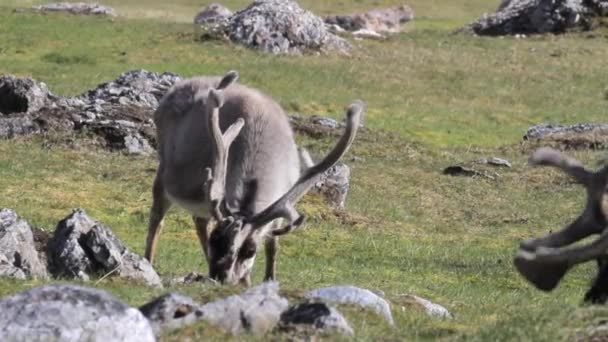 Rendieren eten gras — Stockvideo