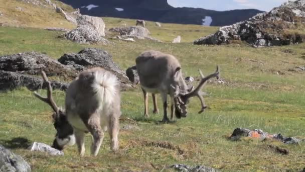 Reindeer eating grass — Stock Video