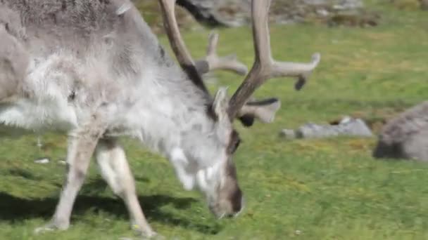 Reindeer eating grass — Stock Video