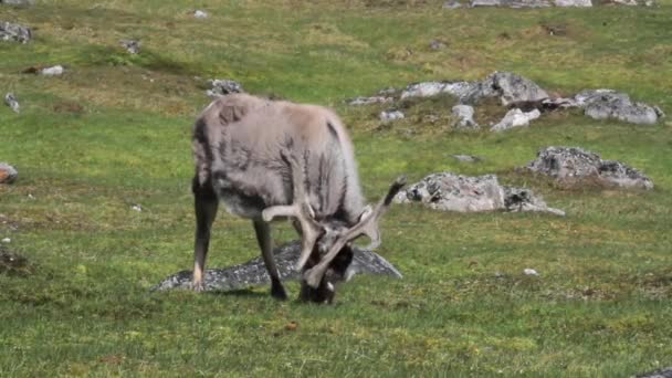 Renne mangeant de l'herbe — Video