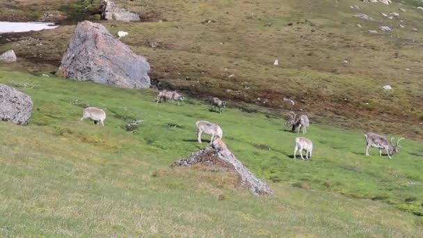 Reindeer eating grass — Stock Video