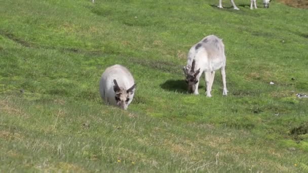 Rendieren eten gras — Stockvideo