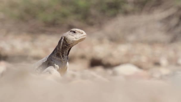 Dab Lagarto de Israel — Vídeo de stock