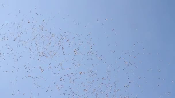 White storks migration — Stock Video