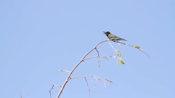 Pajarito verde — Vídeo de stock