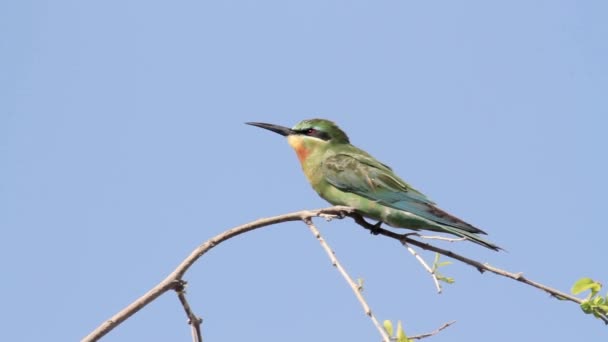 Little green bird — Stock Video