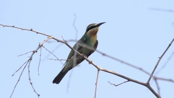 Petit Oiseau Vert