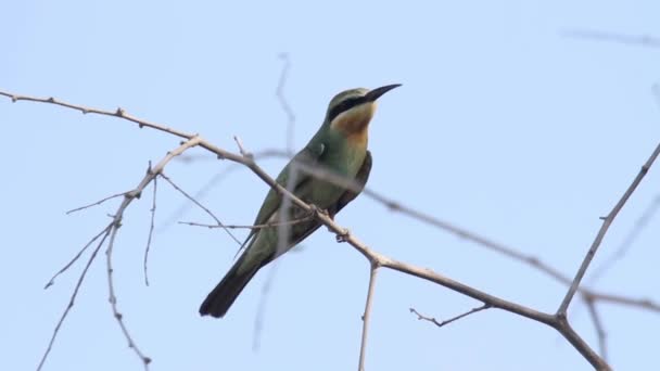 Little green bird — Stock Video