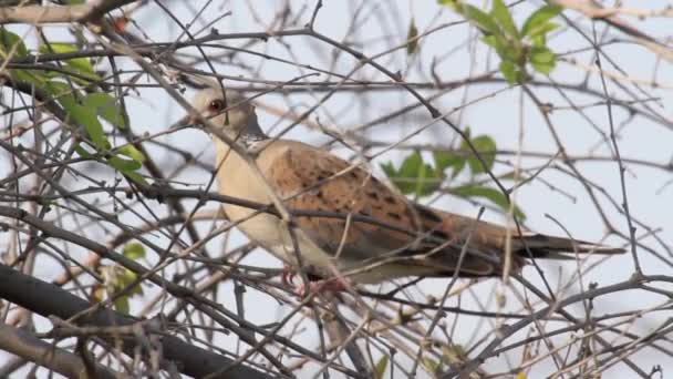 Schildpad duif op een boom — Stockvideo