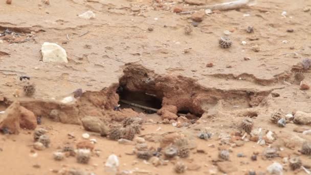 유대 사막에 있는 개미 — 비디오
