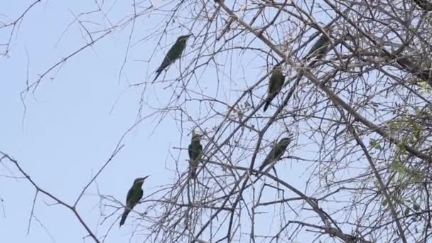 Aves de grupo batedor verde — Vídeo de Stock