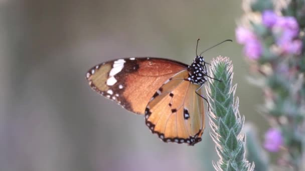 Обычная тигровая бабочка на цветке — стоковое видео