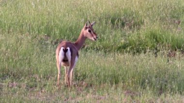 Çim yeme İsrail dağ ceylan