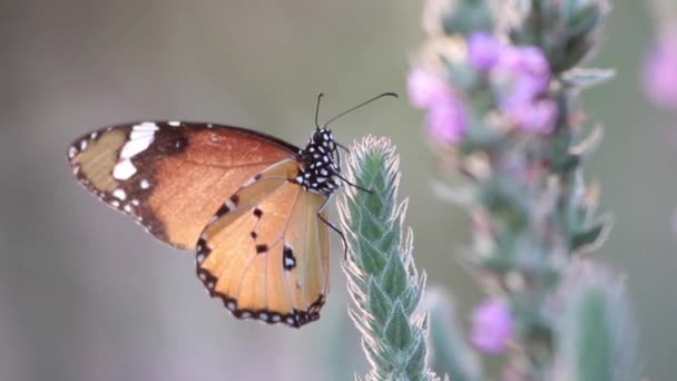 Zwykły Tiger motyl na kwiat — Wideo stockowe