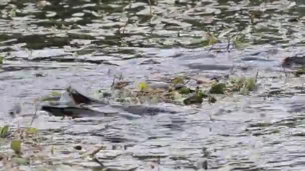 ナマズは、水中で泳ぐ — ストック動画