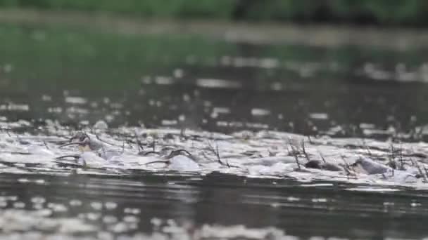 Los bagre nadan en el agua — Vídeo de stock