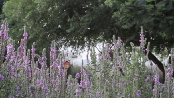 Papillons Tigre uni sur les fleurs — Video