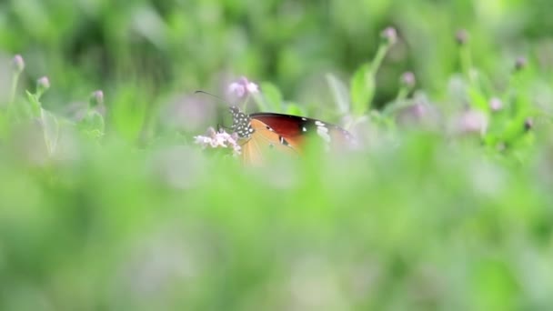 Plain Tiger Butterfly en flor — Vídeos de Stock