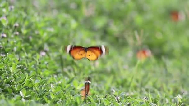 Vanlig Tiger fjärilar på blommor — Stockvideo