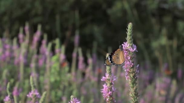 Plain Tiger Butterfly en flor — Vídeo de stock