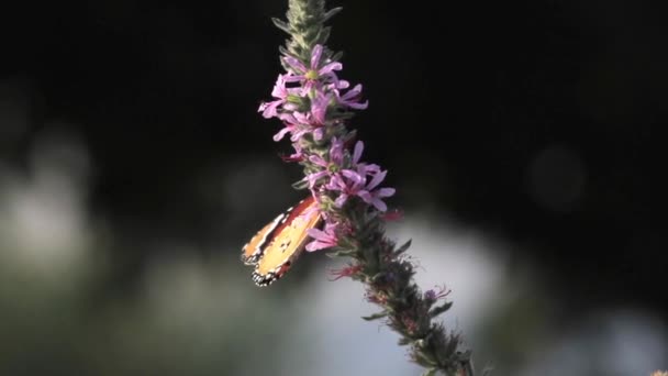 Gewone Tiger vlinder op bloem — Stockvideo