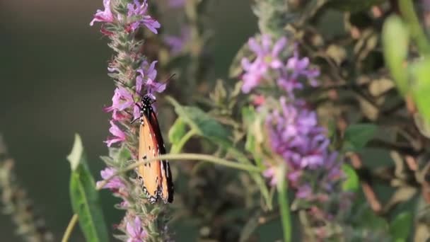 平原的老虎蝴蝶在花上 — 图库视频影像
