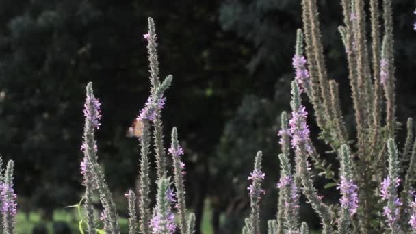 Papillons Tigre uni sur les fleurs — Video