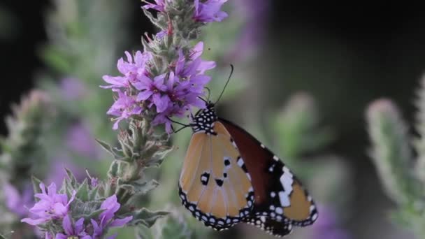 Gewone Tiger vlinder op bloem — Stockvideo